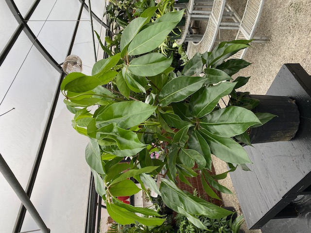 Great Swamp Greenhouses